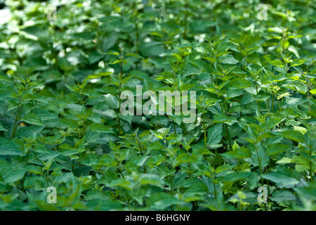 L'ortie (Urtica dioica) Banque D'Images