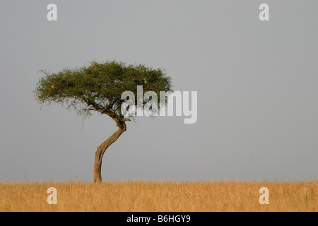 Lonely Tree sur les prairies de la savane du Masai Mara, Kenya, Afrique Banque D'Images