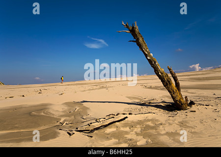 Femme marche dans les dunes avec arbre mort qui dépasse de l'Wydma Czolpinska Parc national Slowinski dune Pologne Banque D'Images