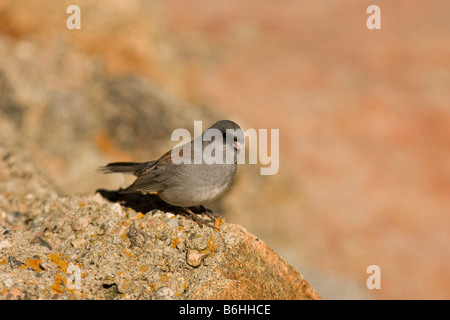 Le Junco ardoisé (Junco hyemalis), de l'ouest, dirigé divers gris Banque D'Images