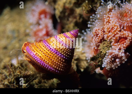 Haut de joyaux (Escargot Le annulatum) à côté de l'anémone fraise sur Anacapa Island dans la Californie Channel Islands National Park. Banque D'Images