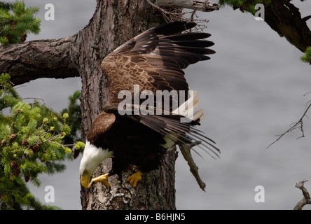 Pygargue à tête blanche Haliaeetus leucocephalus plongée vers le bas à partir de la succursale à proximité de nid en quête de nourriture à Denman Island BC en Juin Banque D'Images