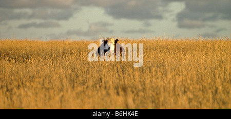 Vache dans le hayfield, Australie Banque D'Images