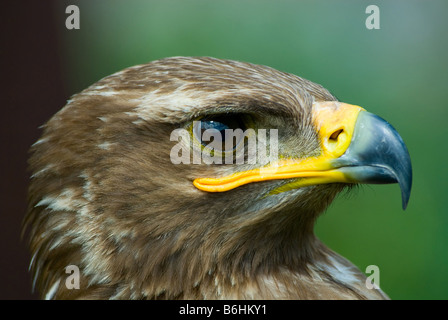 Close up d'un aigle des steppes Aquila nipalensis Banque D'Images