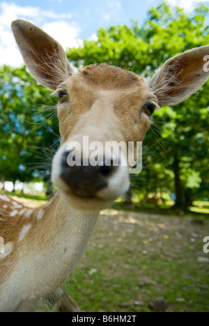 Image drôle d'un bébé chevreuil pris avec un grand angle Banque D'Images