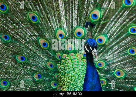 Beau mâle paon indien montrant ses plumes Pavo cristatus Banque D'Images