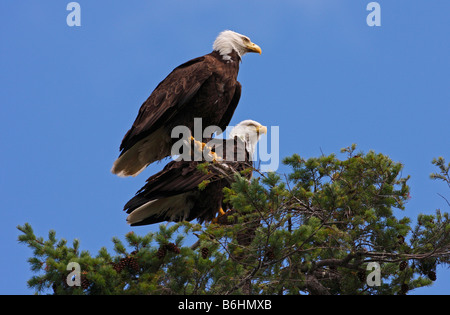 Pygargue à tête blanche Haliaeetus leucocephalus paire adultes perché en haut de l'arbre qui veillaient sur le nid à proximité à Denman Island BC en Juillet Banque D'Images