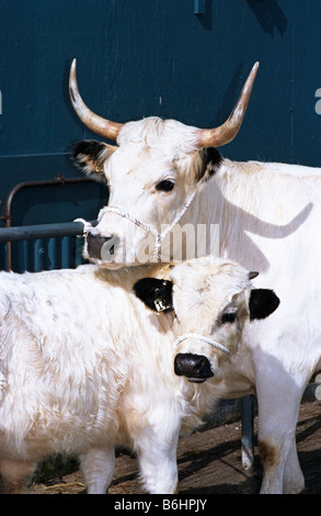 Parc blanc, veau et vache, Stoneleigh Warwickshire, Angleterre Banque D'Images