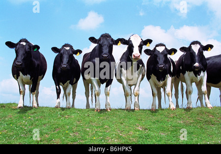 Les génisses Holstein Friesian, Winfield Downs, Wiltshire, Angleterre Banque D'Images