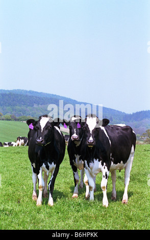 Les génisses Holstein dans la zone, Ludlow, Shropshire, Angleterre Banque D'Images