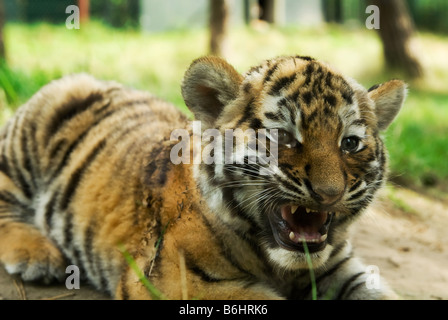 Cute Siberian Tiger Cub Tiger Panthera tigris altaica Banque D'Images