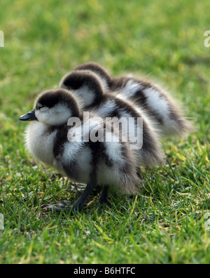 Canetons mignons Banque D'Images