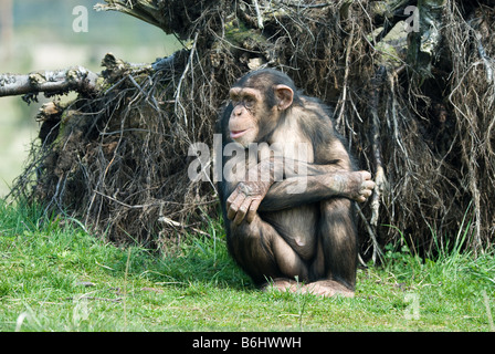 Close up of a cute chimpanzé Pan troglodytes Banque D'Images