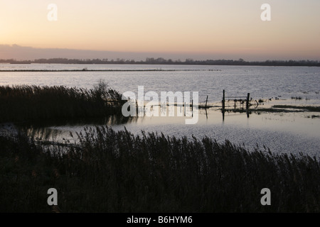 Welney Wildfowl and Wetlands Trust Réserver Norfolk Banque D'Images