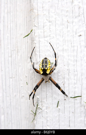 Noir et jaune spider Argiope (également connu sous le nom de l'araignée des jardins) sur le côté de l'attente de pont c'est la proie Banque D'Images