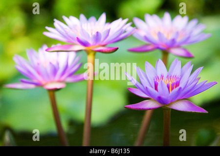 Fleurs de lotus pourpre (un type de Water Lily) Banque D'Images