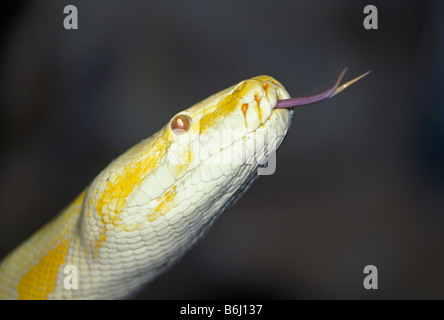 Serpent albinos étendu avec la langue Banque D'Images