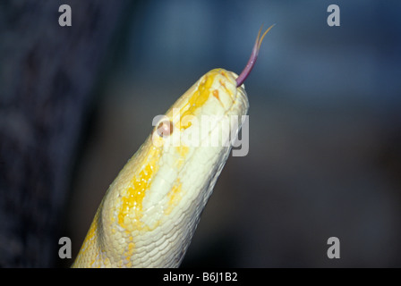 Serpent albinos étendu avec la langue Banque D'Images