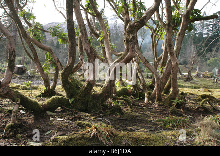 Arbre noueux, les Highlands écossais Banque D'Images