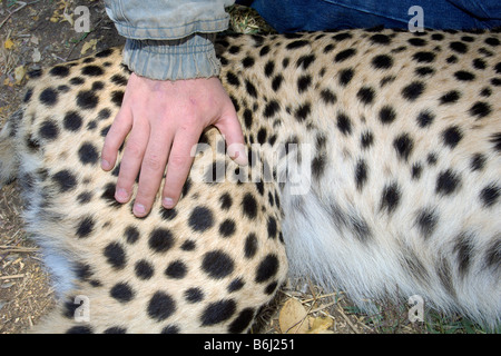 Une grande femelle guépard est drogué avant d'être libérés dans le parc national de Hwange au Zimbabwe après une chirurgie majeure. Banque D'Images