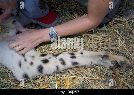 Une grande femelle guépard est drogué avant d'être libérés dans le parc national de Hwange au Zimbabwe après une chirurgie majeure. Banque D'Images