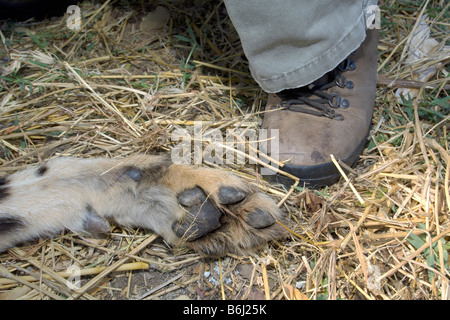 Une grande femelle guépard est drogué avant le déménagement dans le parc national de Hwange au Zimbabwe après une chirurgie majeure. Banque D'Images