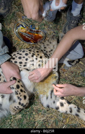 Une grande femelle guépard est drogué avant le déménagement dans le parc national de Hwange au Zimbabwe après une chirurgie majeure. Banque D'Images