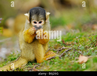 Cute singe écureuil Saimiri sous-famille des saimiriinae Banque D'Images