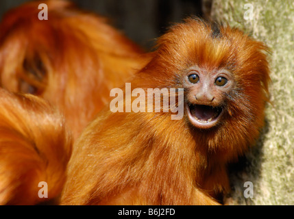 Un mignon bébé lion doré tamarin Leontopithecus rosalia Banque D'Images