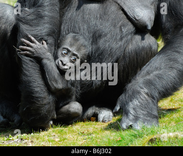 Un mignon bébé gorille Holding on to mother Banque D'Images