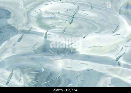 Un banc de petits poissons nageant près de la surface de l'eau dans les eaux peu profondes autour d'une île dans les Maldives Banque D'Images