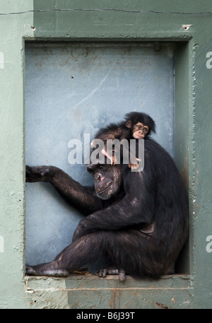 Mignon bébé chimpanzé avec mère Pan troglodytes Banque D'Images