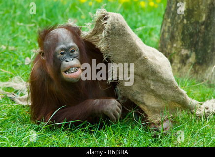 Mignon bébé orang-outan jouant sur l'herbe Banque D'Images