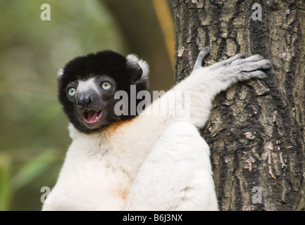 Sifaka couronné Le Propithecus coronatus sur un arbre Banque D'Images