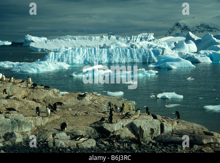 Manchots et de glace-scape à Cuverville Island, la péninsule Antarctique Banque D'Images