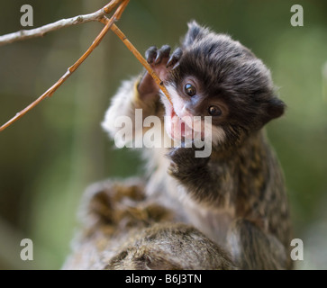 Mignon bébé tamarin empereur Saguinus imperator Banque D'Images