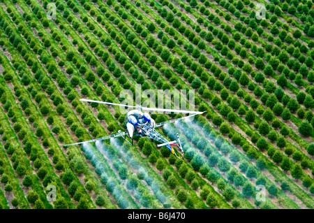 Les pulvérisations d'hélicoptères à basse altitude au-dessus des pesticides chimiques tree farm forest. Banque D'Images
