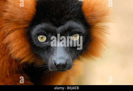 Un beau rouge gélinotte Le Varecia rubra lemur Banque D'Images