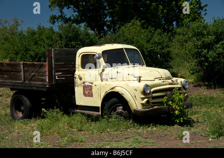 S'est évanoui ancienne Dodge pick up truck jaune sitting in field Banque D'Images