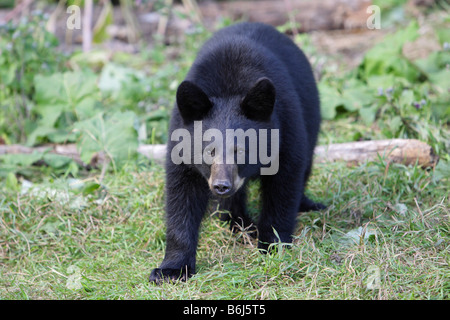 Ours noir Ursus americanus young cub à marcher vers l'appareil photo et de faire un contact visuel direct Banque D'Images