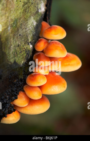 La queue de velours champignon Colybie a sur un tronc d'arbre en décomposition Banque D'Images