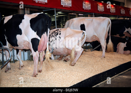 Trois vaches à la ferme d'élevage avec vaches laitières Holstein dans les agriculteurs Barn Banque D'Images