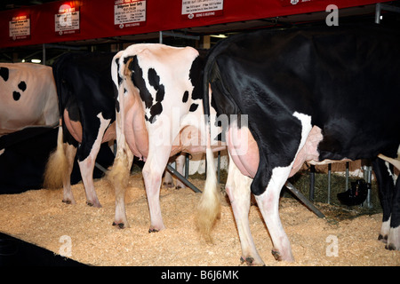 Ferme avec élevage vaches laitières Holstein dans les agriculteurs Barn Banque D'Images