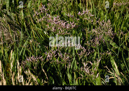 La lavande de mer commun Limonium vulgare saltmarsh Goldcliff Niveaux Newport Gwent Wales UK Europe Banque D'Images