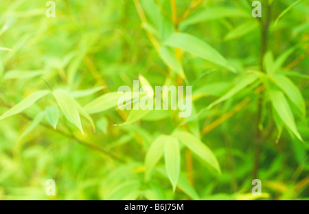 Close up impressionniste de feuilles jaune-vert bambou Shibataea kumasasa ou de Banque D'Images