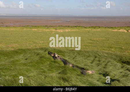 Driftwood arbre dans l'herbe rouge traçante Festuca rubra saltmarsh Goldcliff Niveaux Newport Gwent Wales UK Europe Banque D'Images