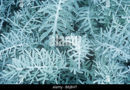 Close up de feuilles gris argent ou de l'Absinthe Artemisia arborescens Banque D'Images