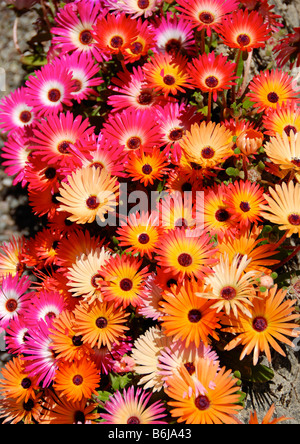 Un superbe écran couleur lumineux de Mesembryanthemum Fleurs dans un jardin Helensburgh Scotland Royaume-Uni Banque D'Images