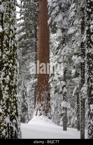 CALIFORINA - Les arbres en Grue Grove près de Tuolumne Télévision Yosemite National Park. Banque D'Images