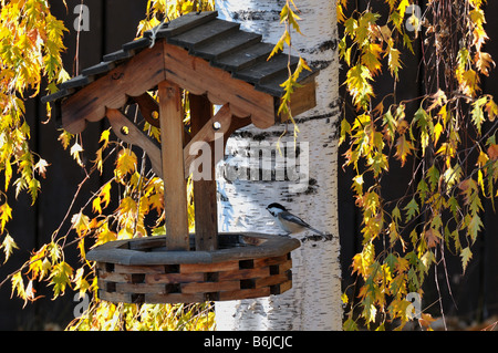 Mangeoire à oiseaux Banque D'Images